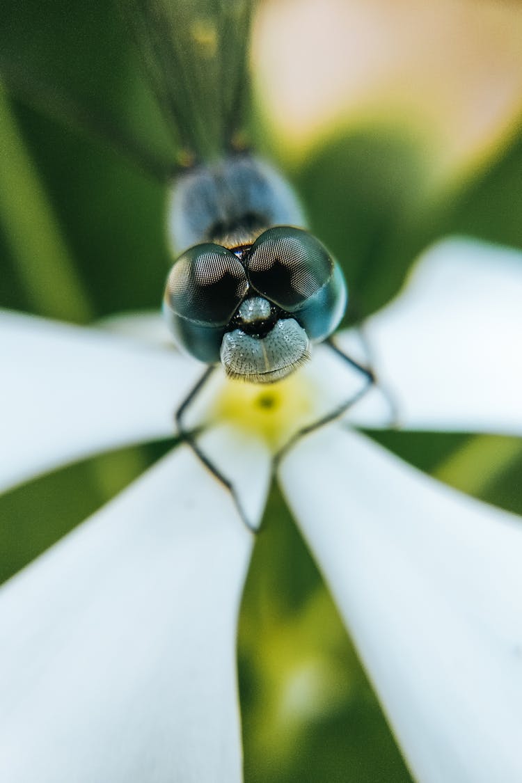 Dragonfly With Large Compound Eyes On Flower