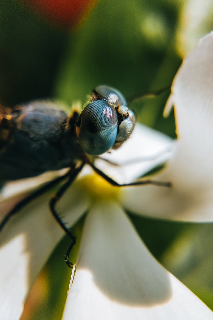 Dragonfly On White Petal In Nature