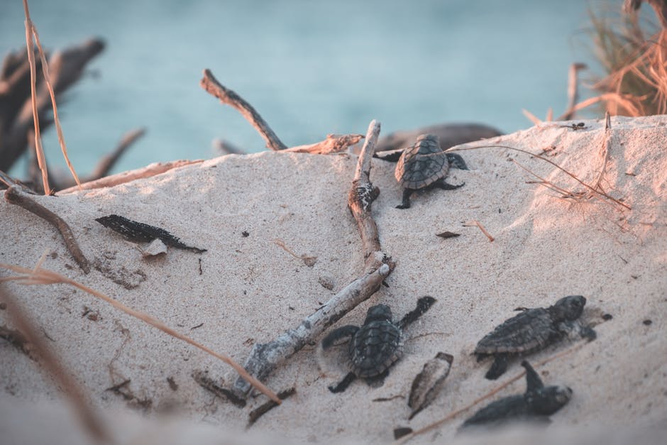 Group of hatchling sea turtles crawling on a sandy beach towards the ocean.