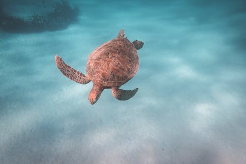 Turtle swimming in deep water