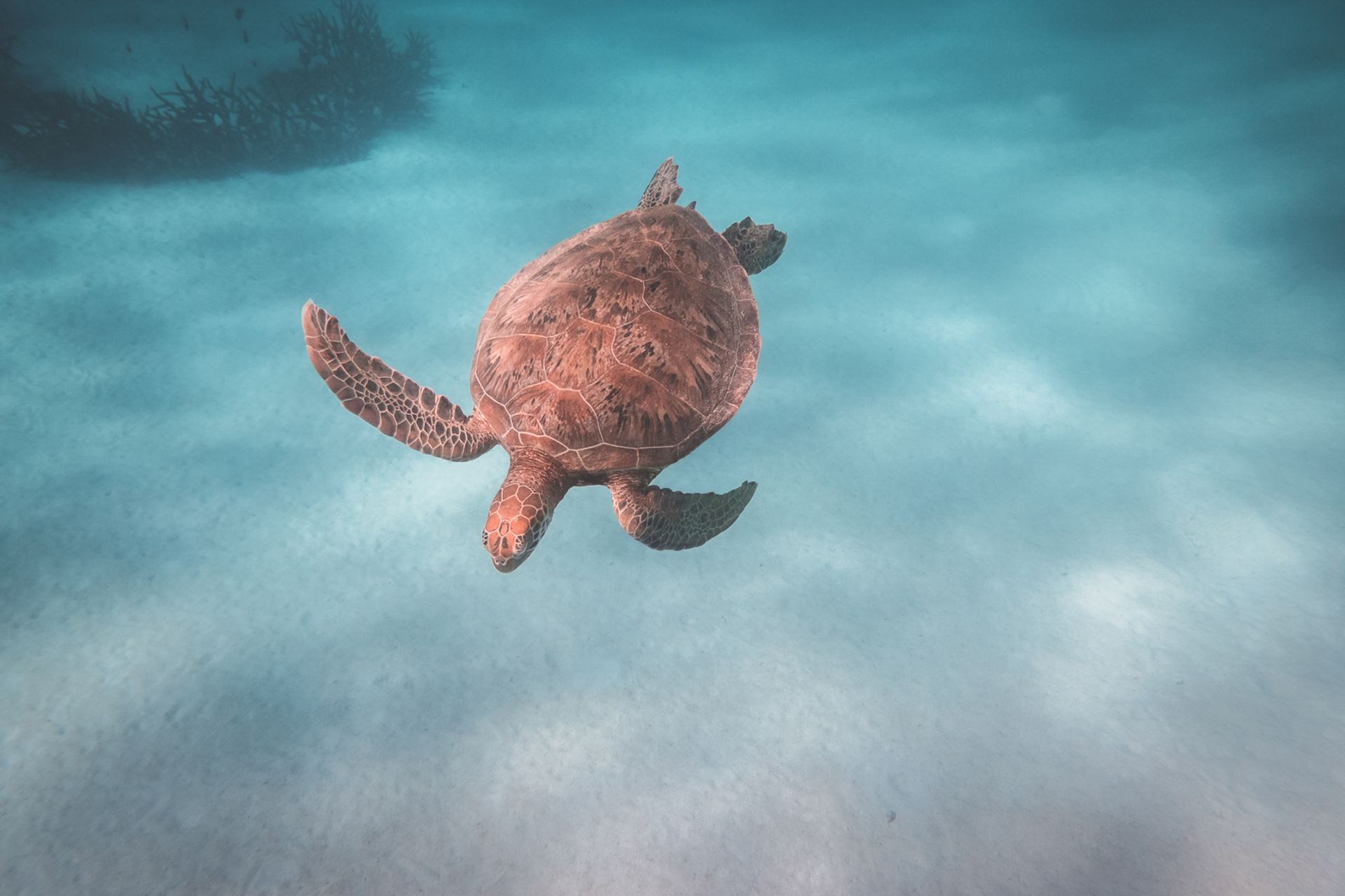 A serene underwater view of a sea turtle gracefully swimming in clear turquoise waters.