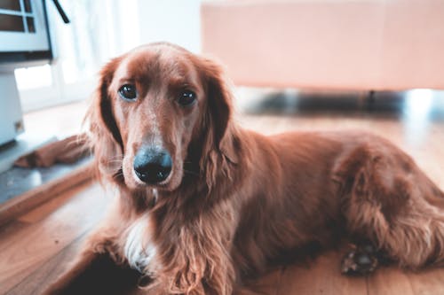 Adorable shaggy domestic golden hound with brown fur looking at camera while lying on parquet in cozy room with blurred background
