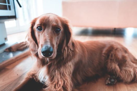 一只可爱的棕色金毛猎犬，毛茸茸地躺在铺着镶木地板的舒适房间里，背景模糊，正望着镜头