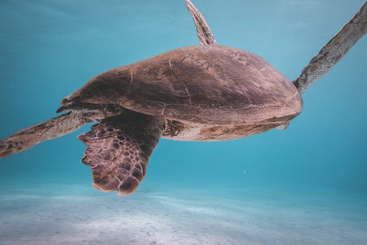 Turtle Floating In Blue Sea