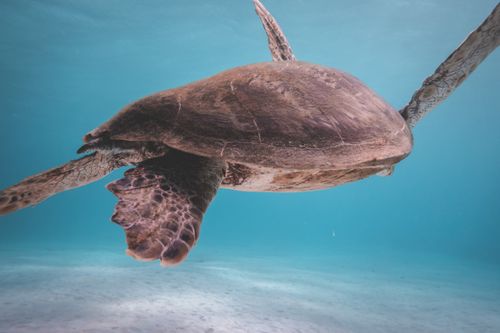 Free Sea turtle swimming underwater in clean azure sea with sun glares on sandy bottom in tropical country on summer day Stock Photo