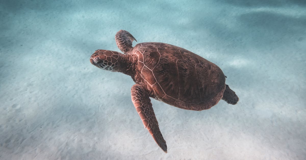 How to clean a tropical fish tank with sand