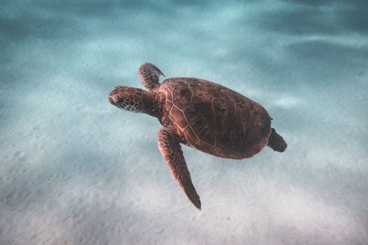 Turtle swimming in clear sea
