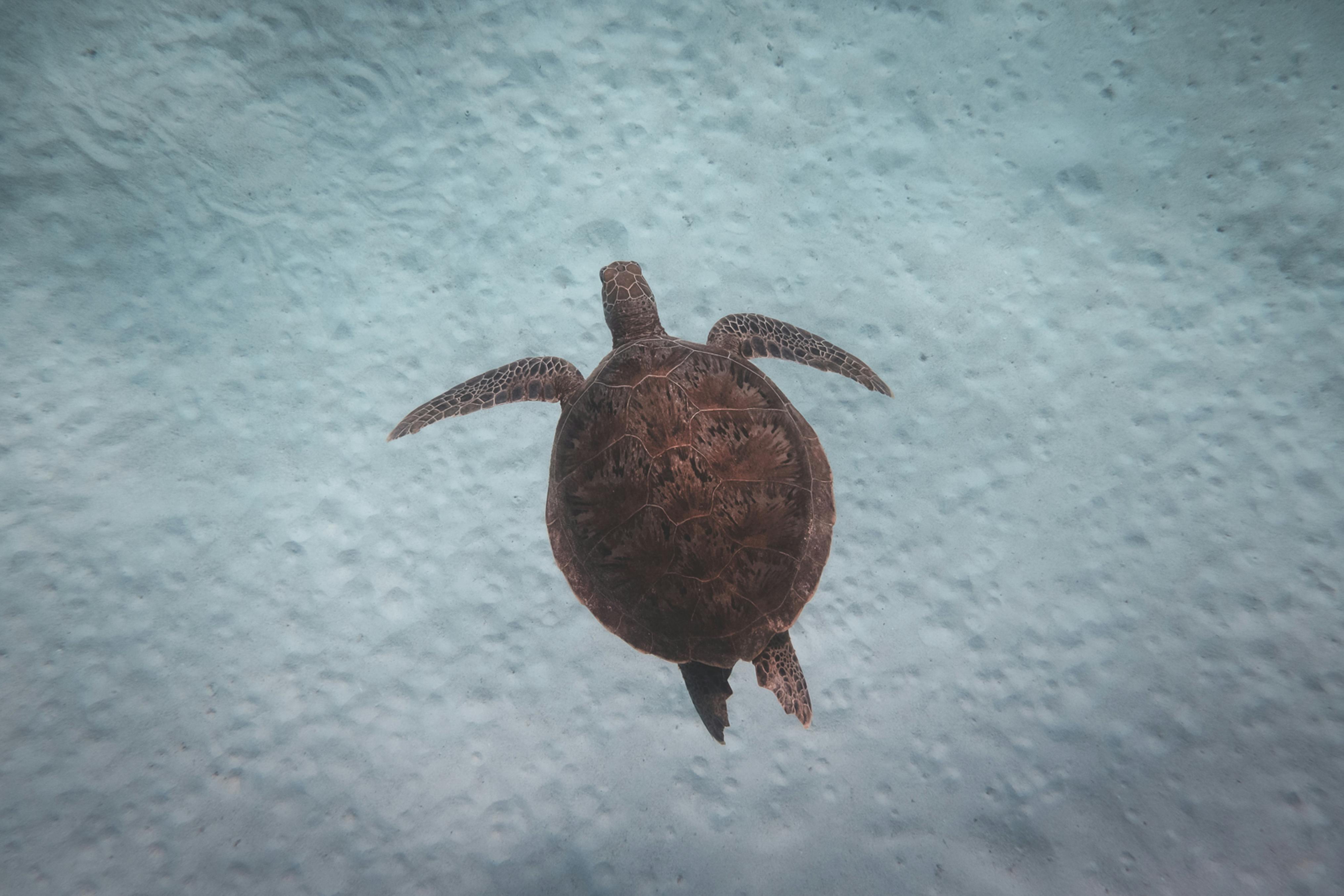 turtle swimming underwater in clear sea