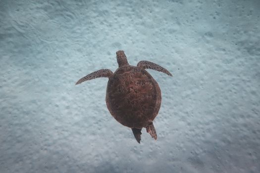 在清澈透明的热带海域，异国海龟在白色的沙质海底上方游弋