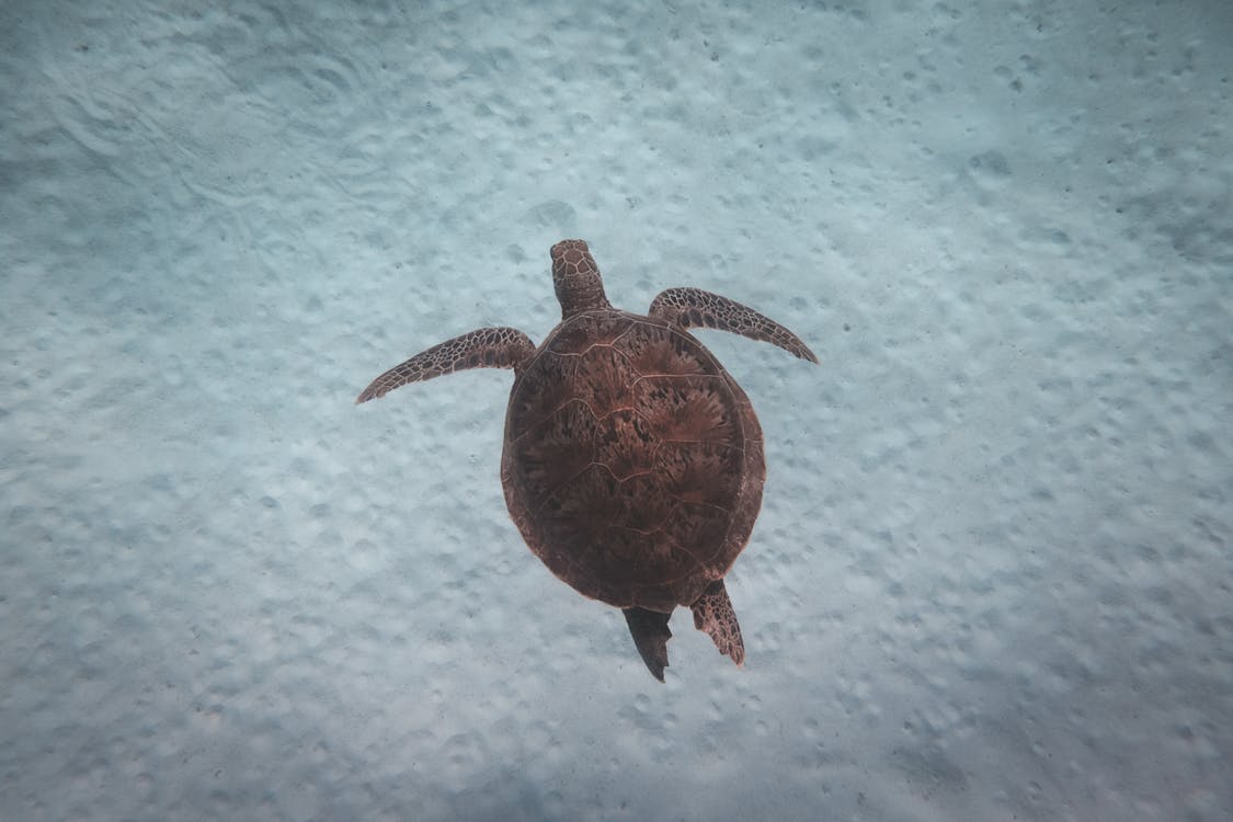 烏龜在清澈的海水中游泳水下