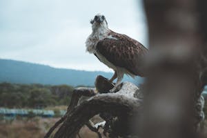 Eagle sitting on tree roots in nature