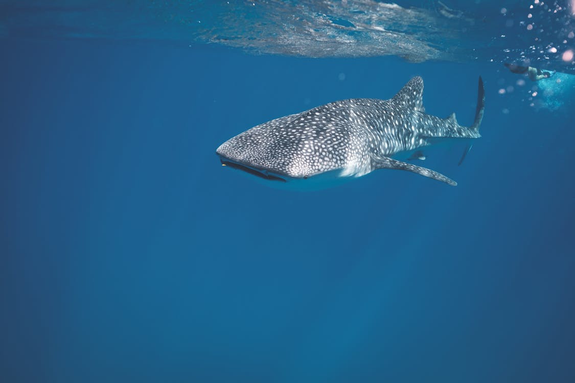 Free Whale shark swimming under crystal clear water of ocean near surface under sunlights Stock Photo