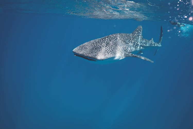 Dangerous Shark Swimming Underwater Of Sea