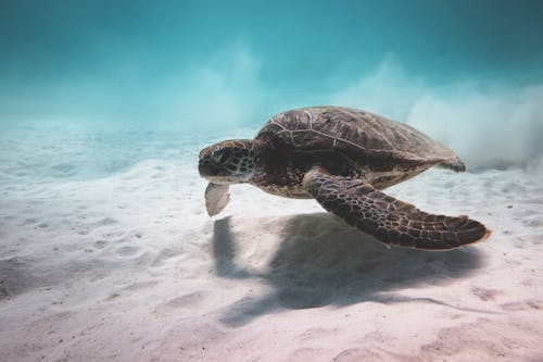 Free Turtle swimming underwater near bottom of sea Stock Photo