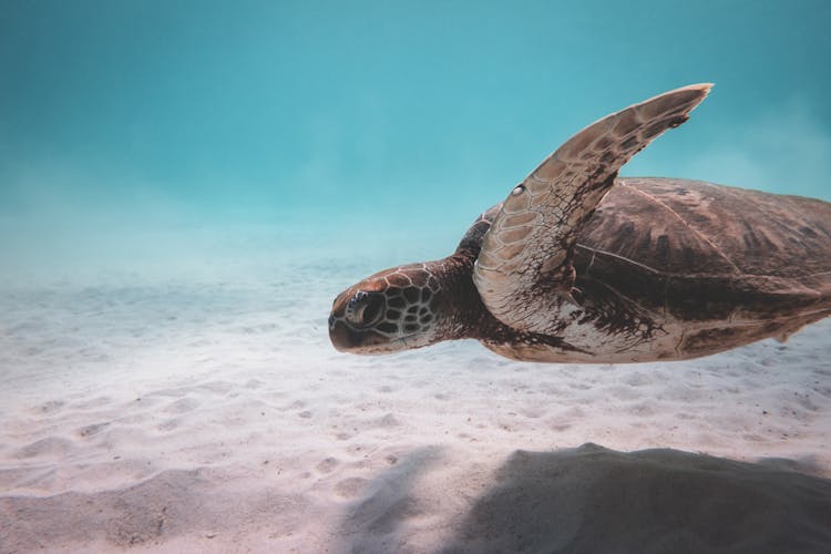 Brown Turtle Swimming Underwater In Ocean