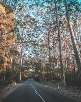 Empty narrow asphalt route between tall leafless trees under sunlight in autumn countryside