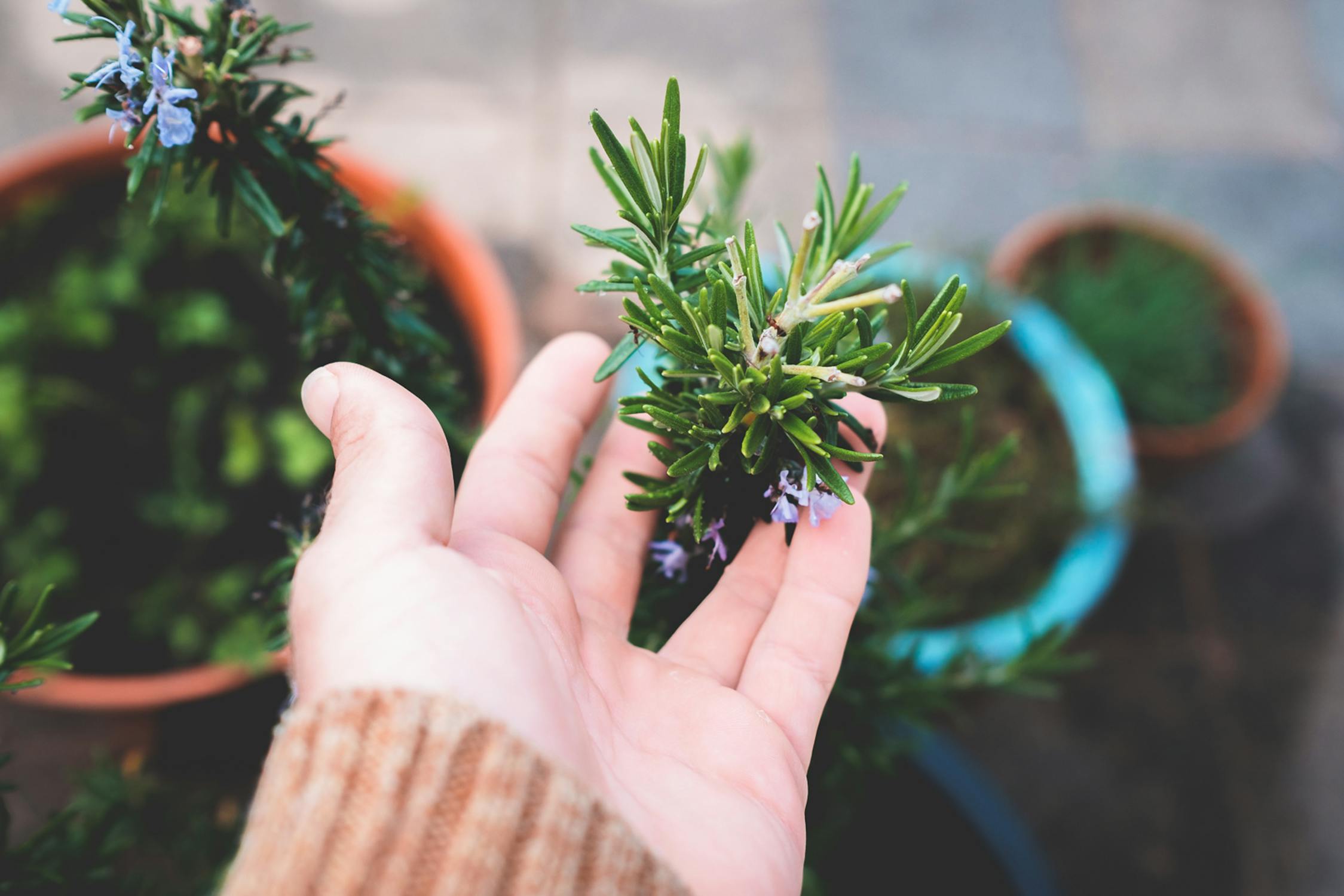 unrecognizable gardener touching lush potted rosemary