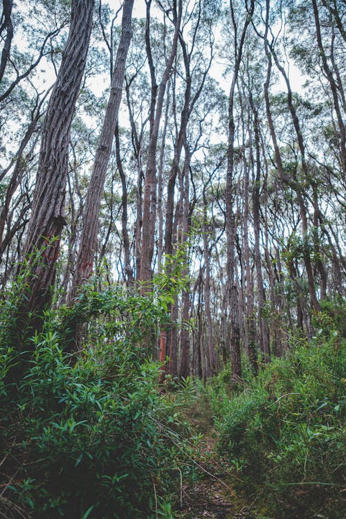 Bosque Frondoso Con árboles Altos Y Delgados A La Luz Del Día · Foto de  stock gratuita