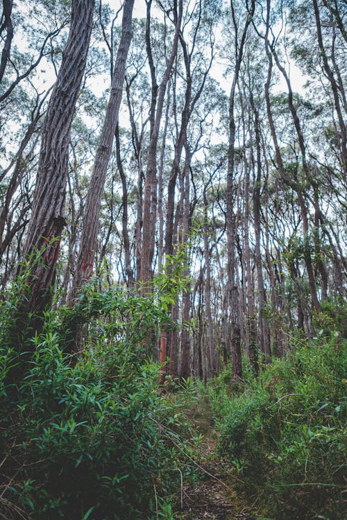 Gratis Hutan Rimbun Dengan Pepohonan Tinggi Tipis Di Siang Hari Foto Stok