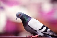 Gray and White Pigeon