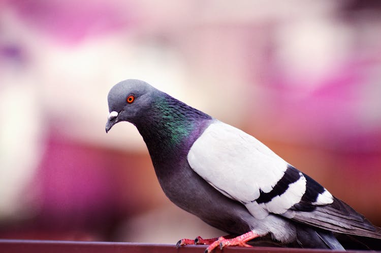 Gray And White Pigeon