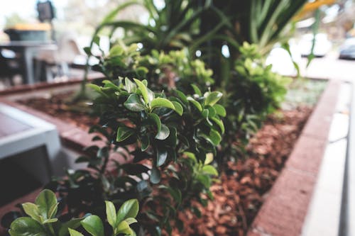 Green lush boxwood plants cultivated in large flowerpot on sunny street on clear summer day