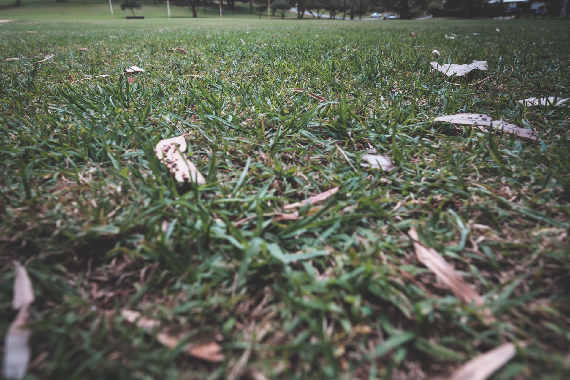 Green grass growing covered with dry fallen leaves in park with tall trees