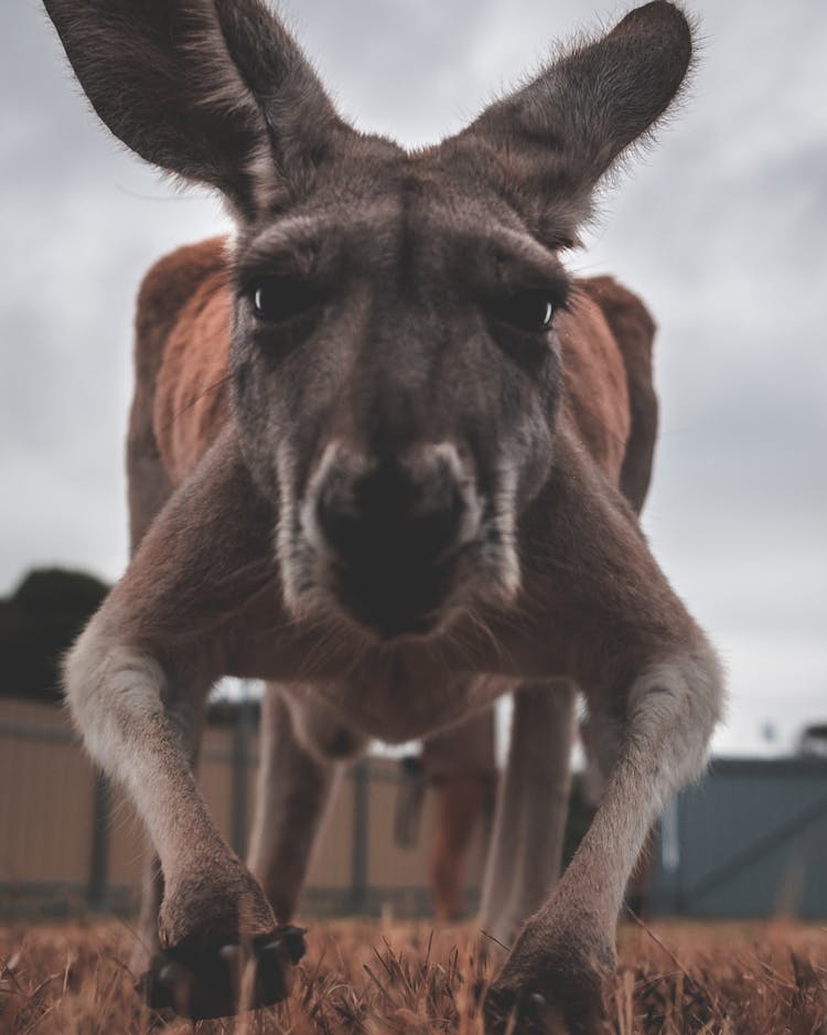 Kangaroo On Grassy Ground In Zoo