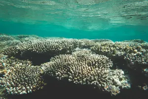 Bassin présentant l'environnement nommé Écosystème tropical
