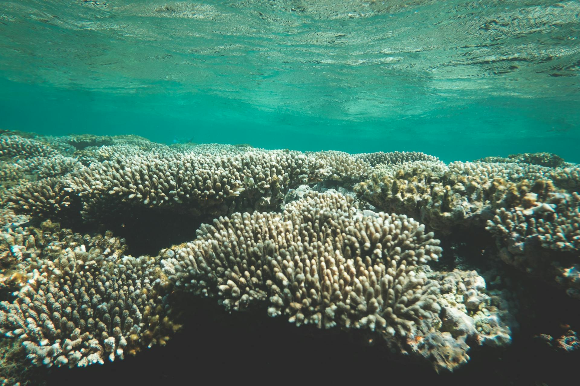 Exotic polyp stony coral Acropora reefs on bottom of sea with clear turquoise water