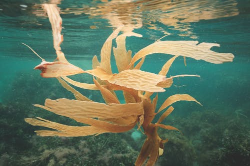 Seaweeds growing on bottom in clean water of sea in tropical exotic country