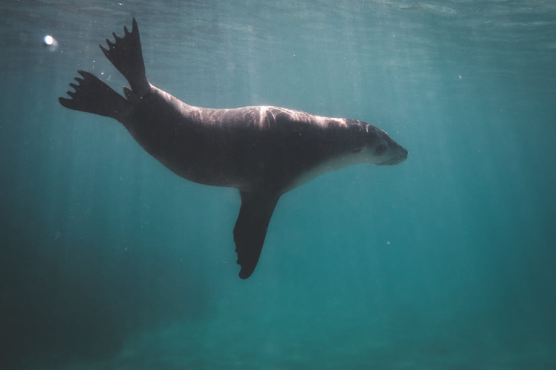 Большой морской лев плавает в голубой воде · Бесплатные стоковые фото