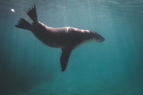 푸른 물에서 수영하는 큰 바다 사자