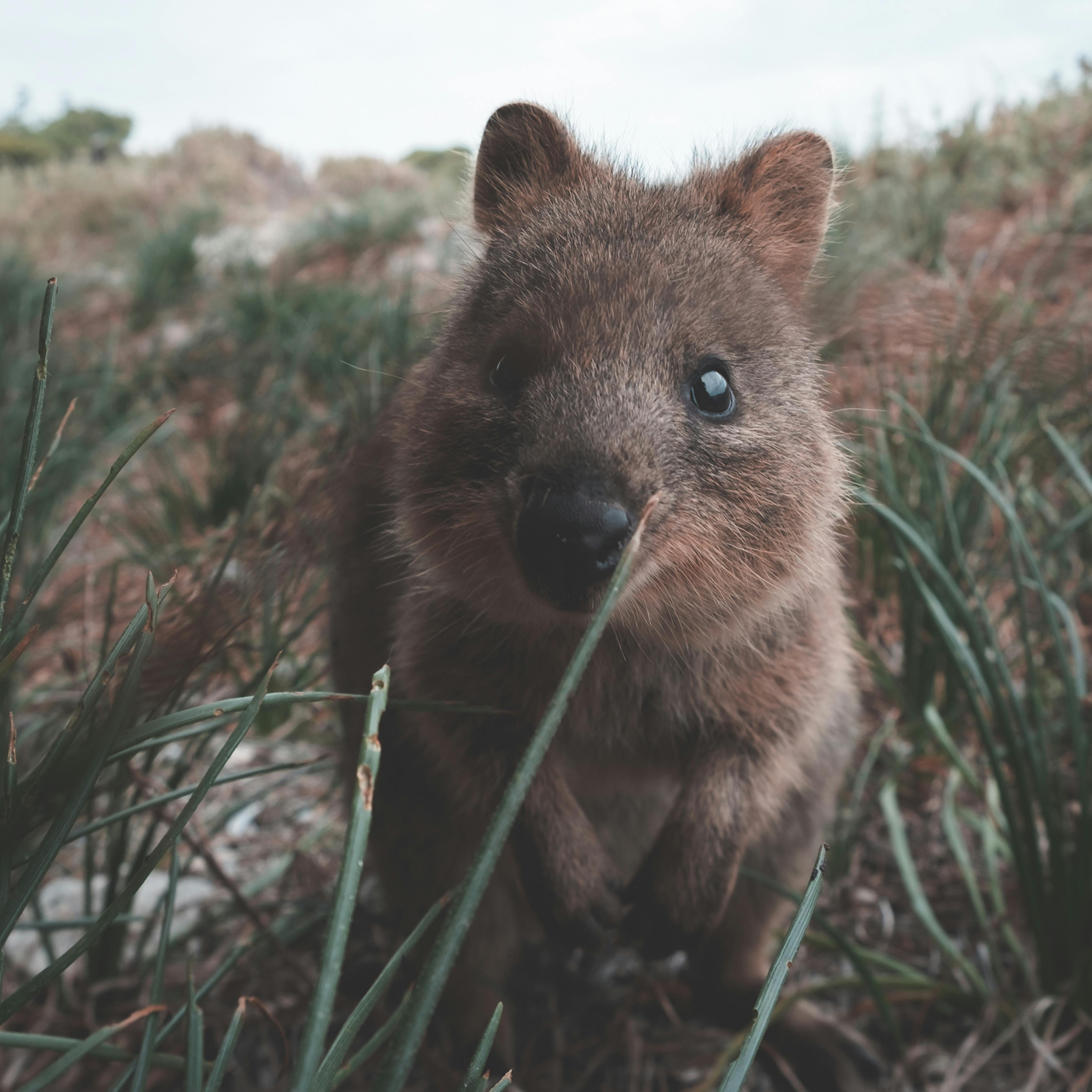 El Quokka: El animal más feliz del mundo