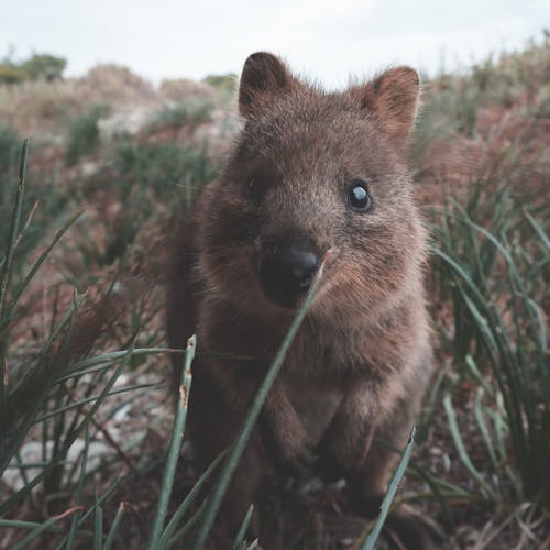 Cultivo Marsupial único Salvaje Peludo En La Vida Silvestre