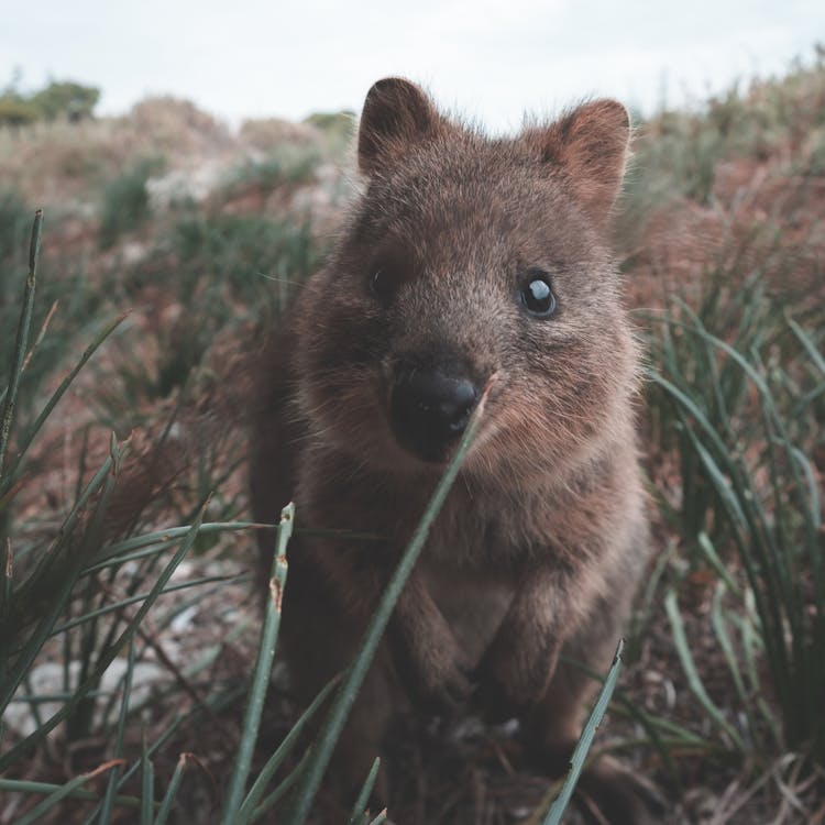 Crop Hairy Wild Unique Marsupial In Wildlife