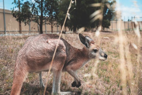 Kangoeroe Die Zich Op Droog Gras In Bijlage Bevindt