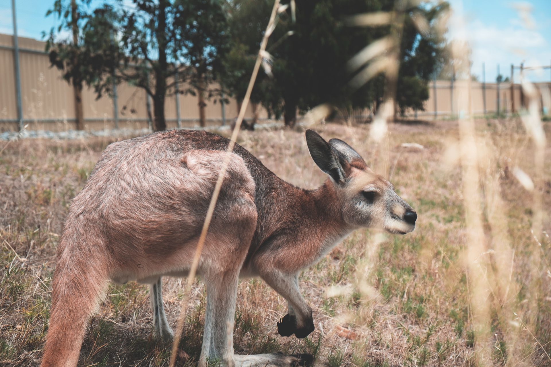 Kangaroo standing on dry grass in enclosure