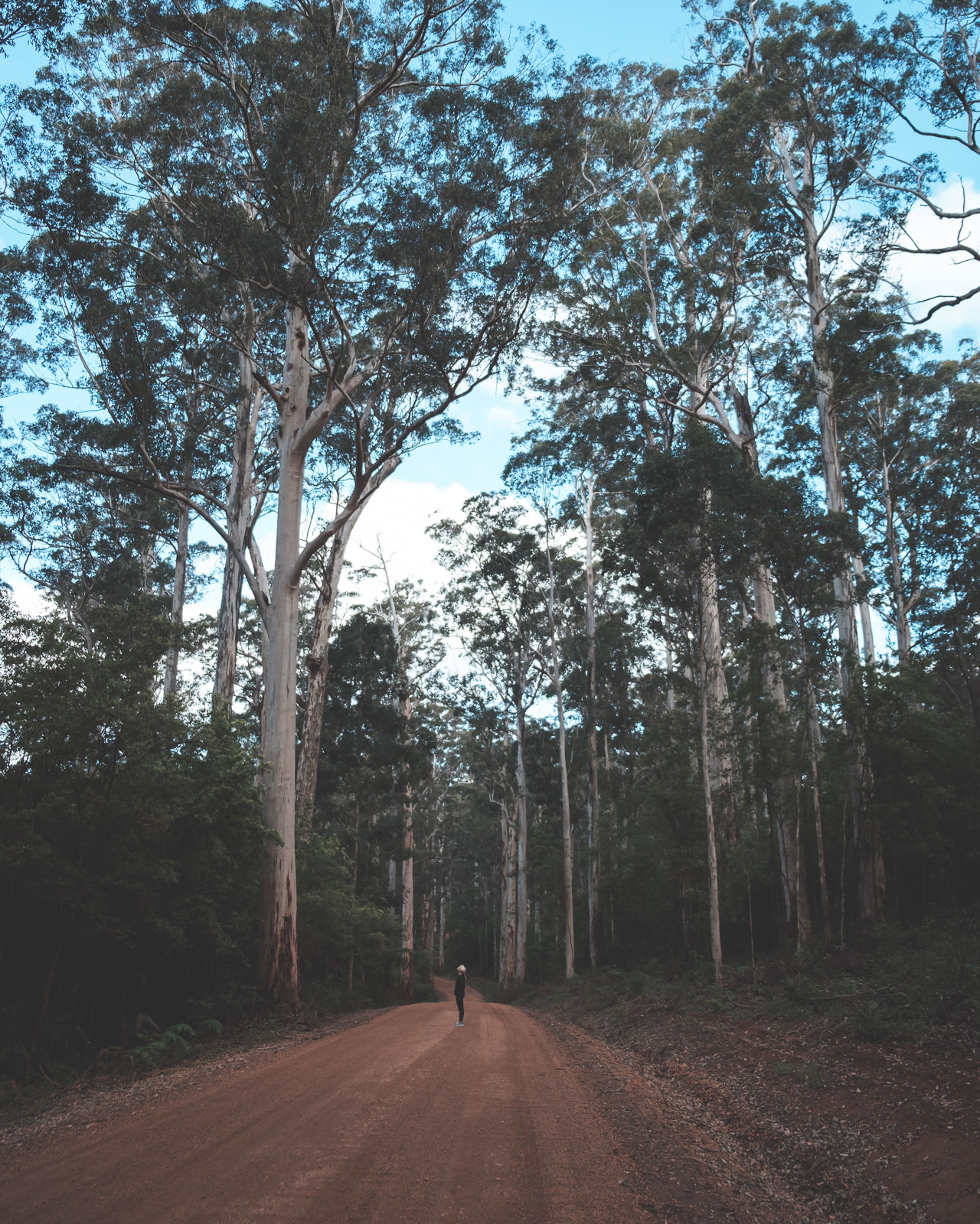 Hiker on Trail among Trees · Free Stock Photo