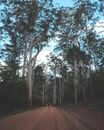 Faceless person standing in middle of rural roadway surrounded by tall trees in forest