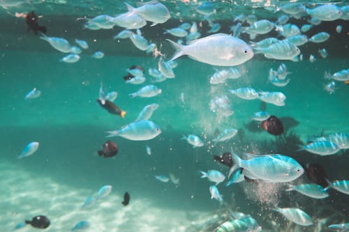 Sekelompok Ikan Berenang Di Bawah Air Di Laut
