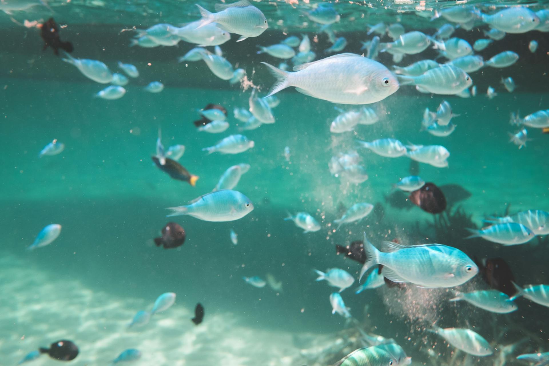 Big school of Chromis fishes swimming underwater of clean deep sea water sandy bottom