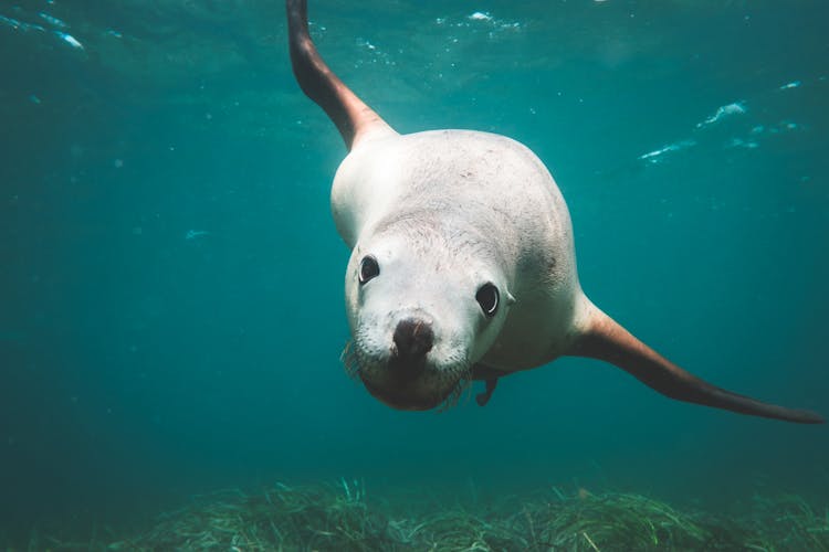 Big Sea Lion Swimming In Blue Water