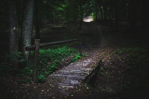 Foto profissional grátis de árvores, caminho, escuro