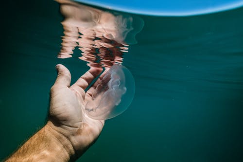 Unrecognizable male swimming underwater with transparent jellyfish in hand near rippling surface floating in clean sea in tropical country in summertime