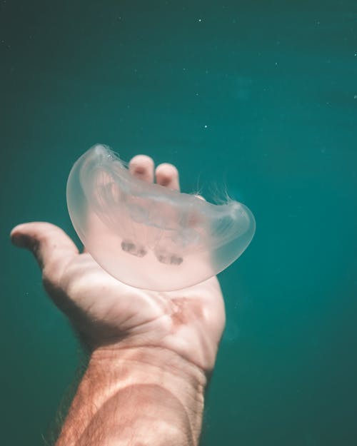 Unrecognizable male catching transparent jellyfish floating in deep azure water with hand while swimming in clear sea in exotic country