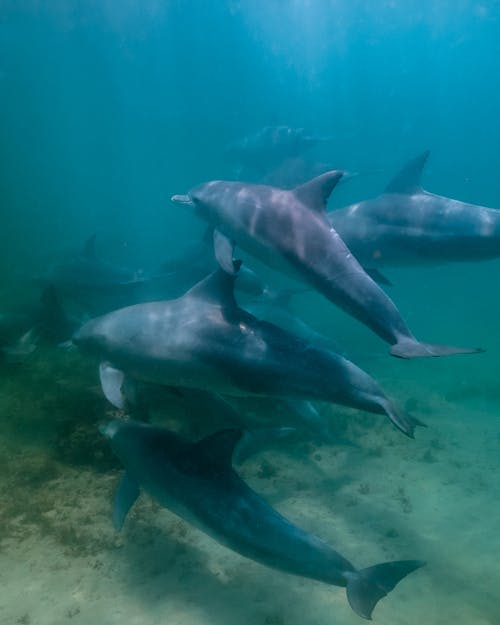 Bunch of wild dolphins floating underwater in deep blue sea with sun glares near sandy bottom with vegetation in tropical country