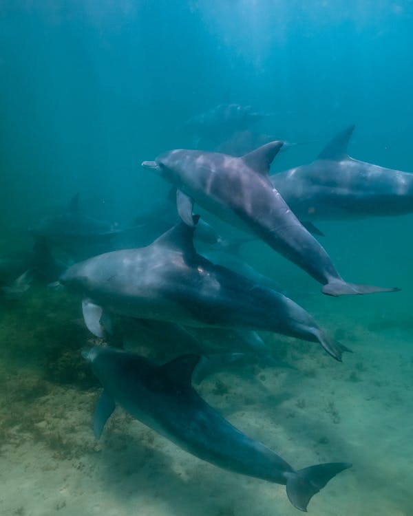 Стая дельфинов, плавающих в воде
