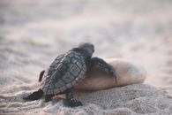 Small wild turtle crawling on stone while walking on sandy beach in tropical country on blurred background on summer day