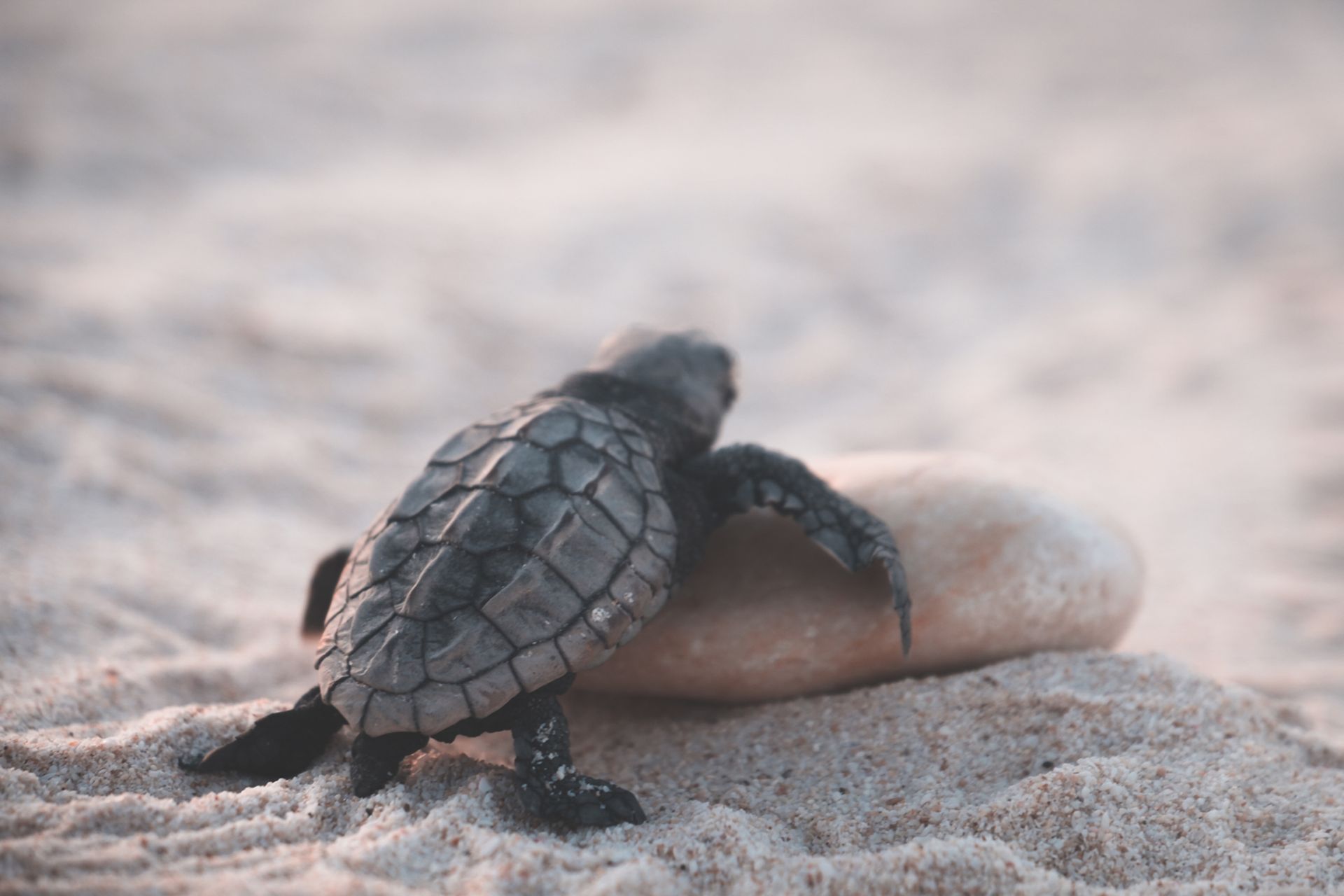 Small wild turtle crawling on stone while walking on sandy beach in tropical country on blurred background on summer day